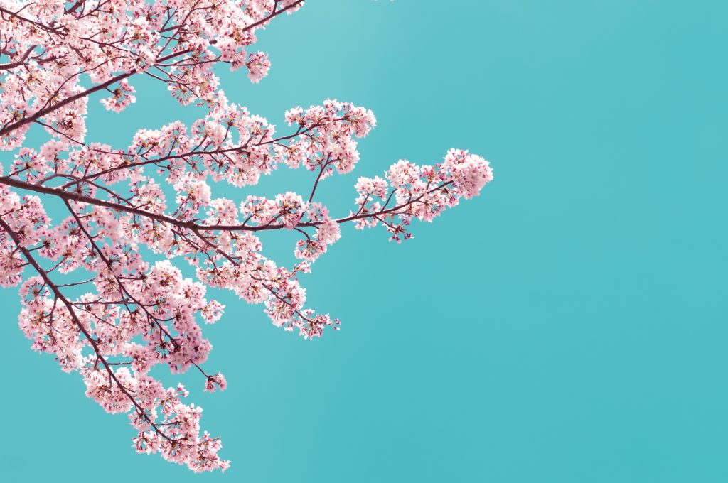 Vintage style of Cherry blossom sakura in spring.Japan